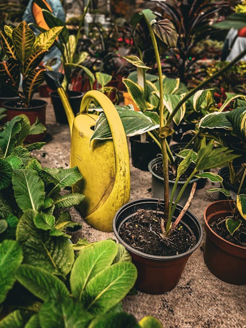 A close-up view of potted plants in a garden setting, featuring a variety of foliage with different textures and shades of green, including broad-leaved plants with shiny surfaces and patterned leaves